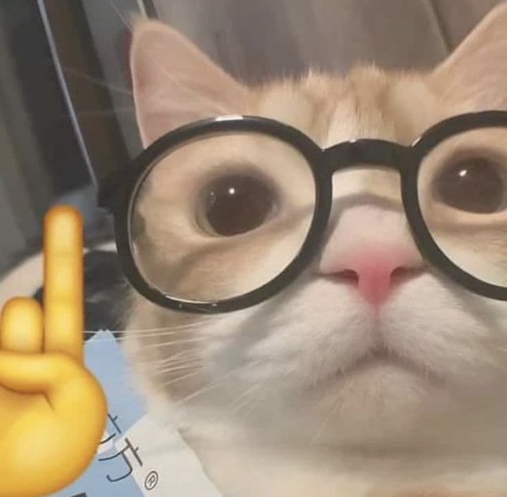 nerd cat
